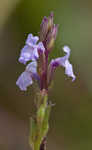 Narrowleaf vervain